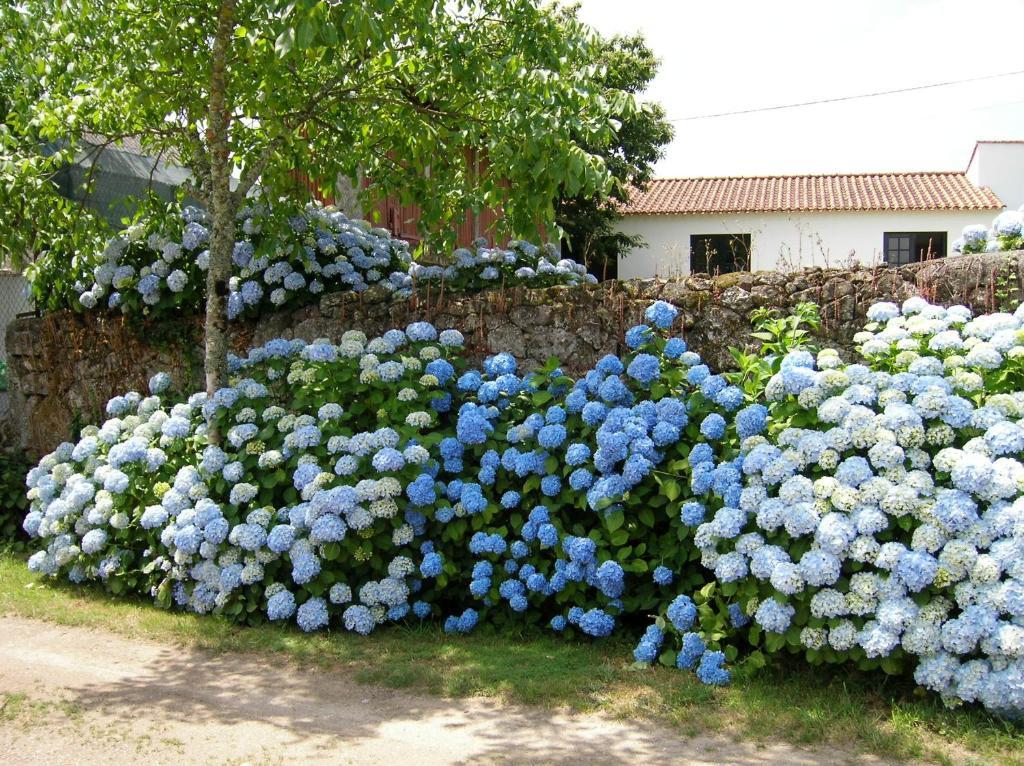 Вілла Quinta De Luou Santa Cruz do Lima Номер фото